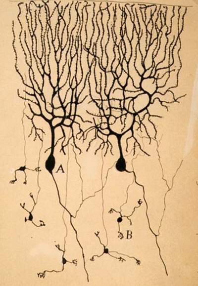 purkinje-cells-granule-cells